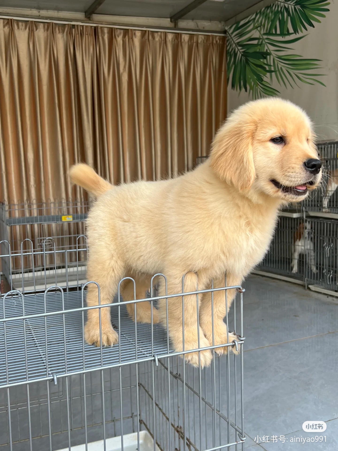 大骨架金毛寻回犬